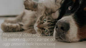 Quanti cani e gatti ci sono in Italia? Rispetto al 2019 salgono di 1.8 milioni i quattro zampe ad oggi presenti nelle nostre case. 